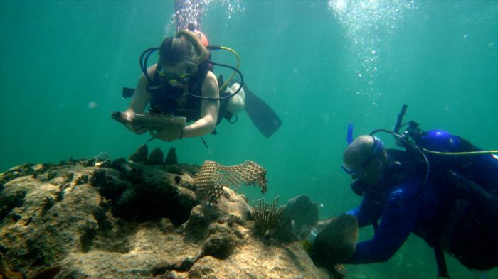 MSRI研究员和研究助理在珊瑚礁附近潜水并取样